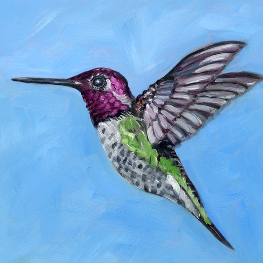 Anna's Hummingbird