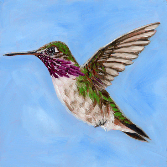 Calliope Hummingbird