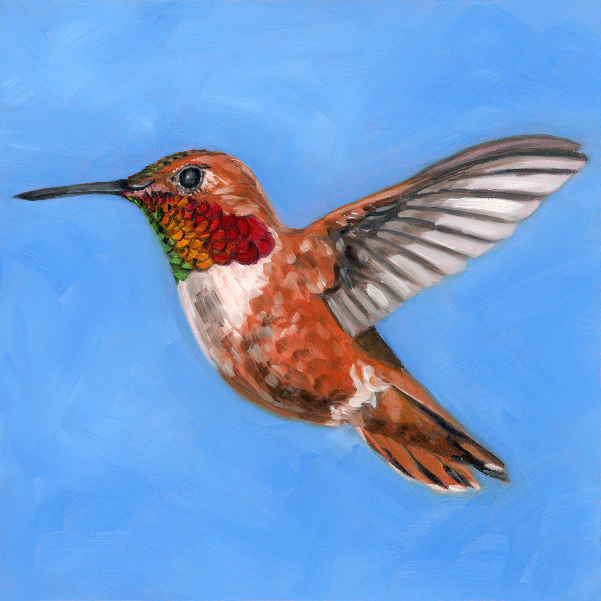 Rufous Hummingbird