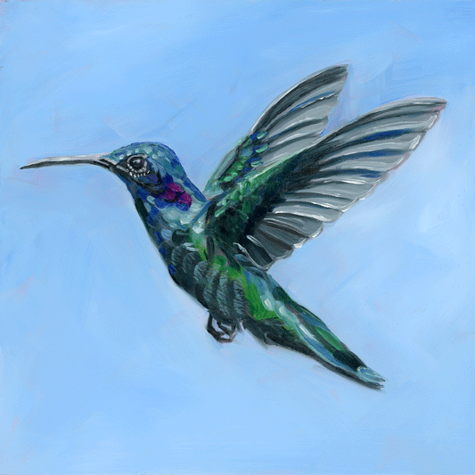 Violetear Hummingbird