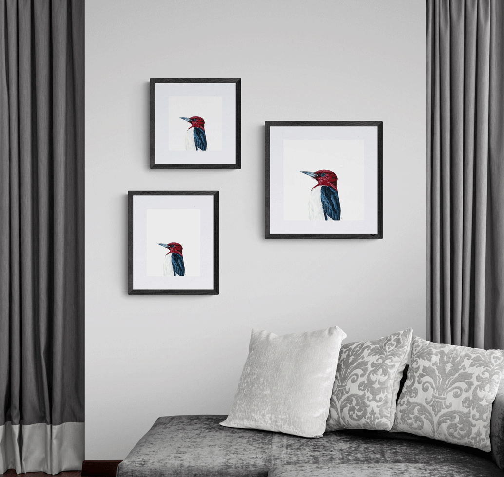 Red Headed Woodpecker