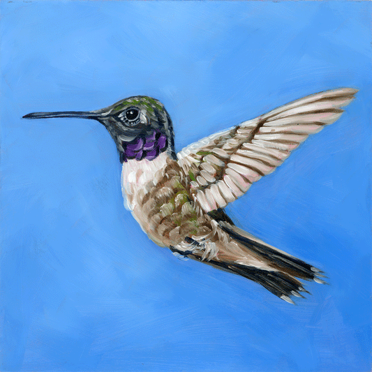 Black Chinned Hummingbird