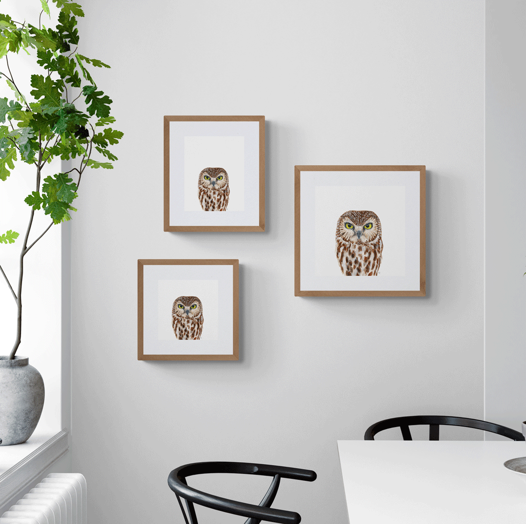 Northern Saw Whet Owl