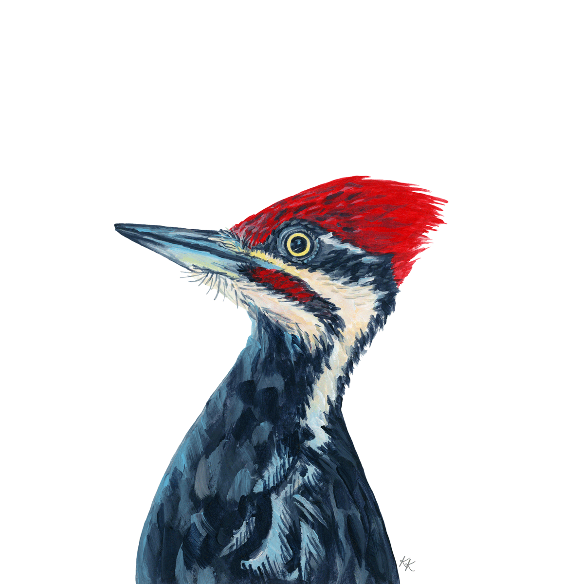 Pileated Woodpecker