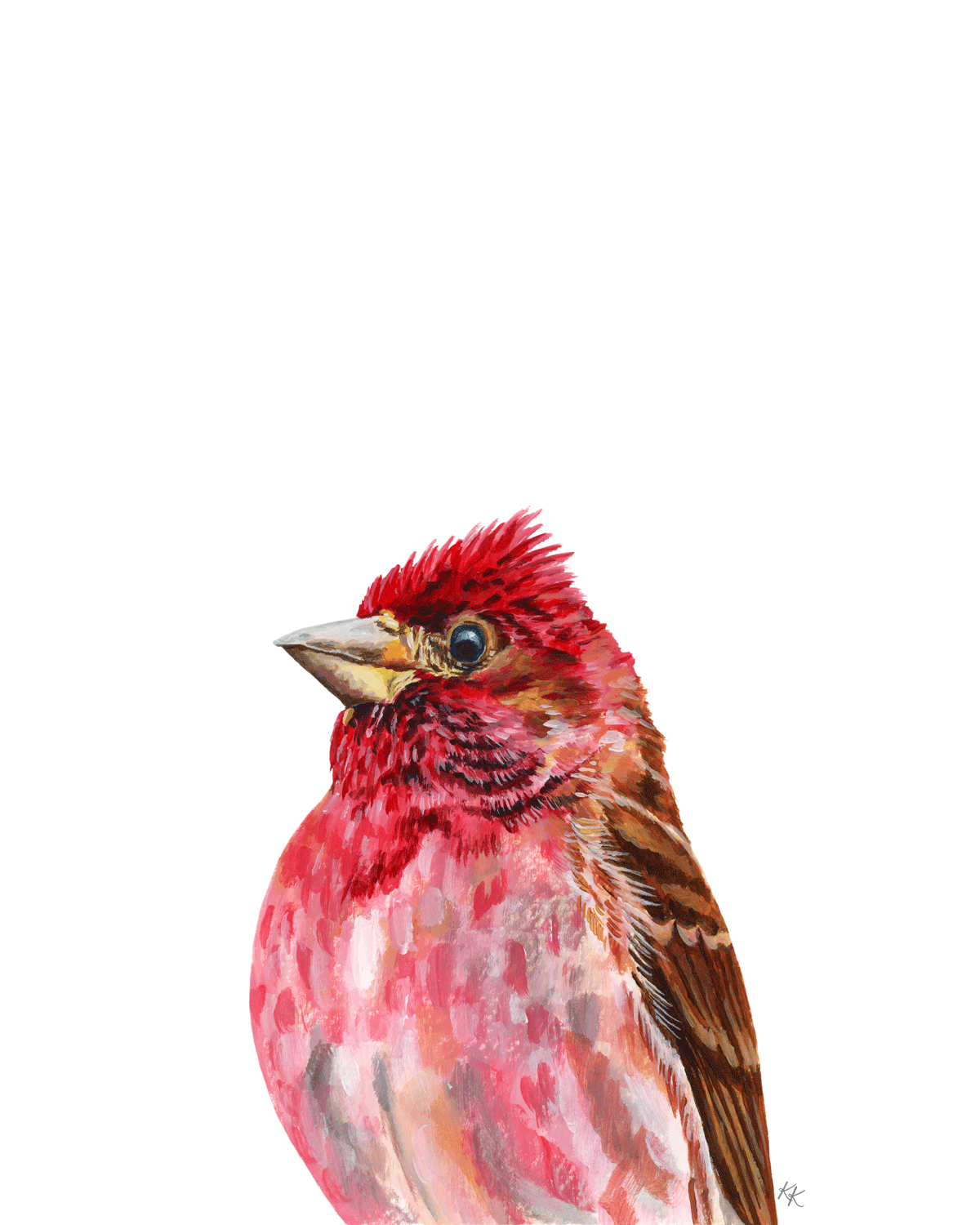 Purple Finch