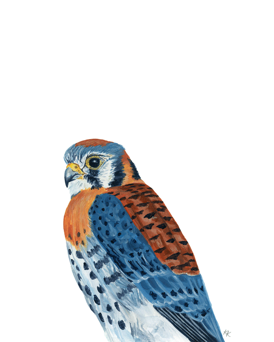 American Kestrel