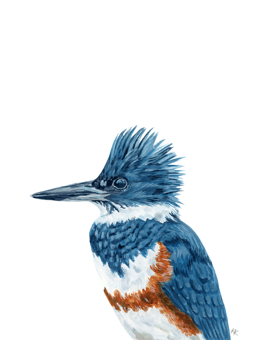 Belted Kingfisher