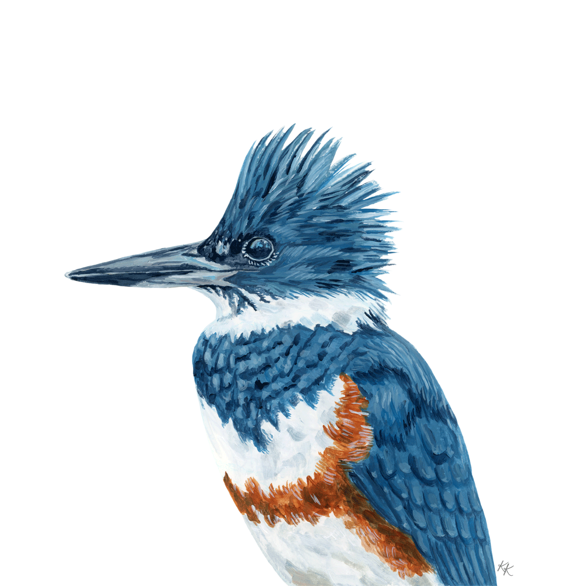 Belted Kingfisher – Katherine Kuczewski Art
