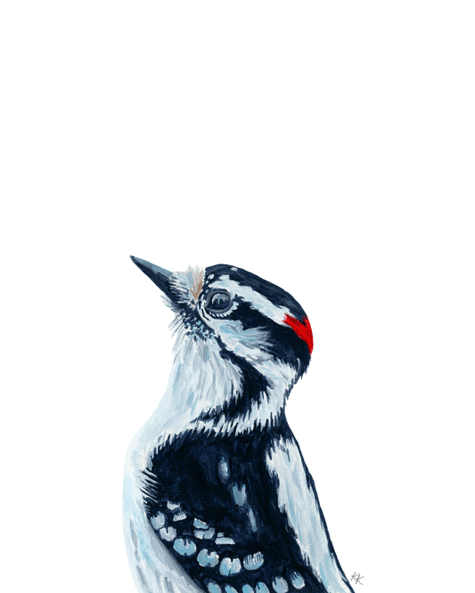 Downy Woodpecker