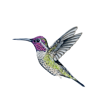 Hummingbird