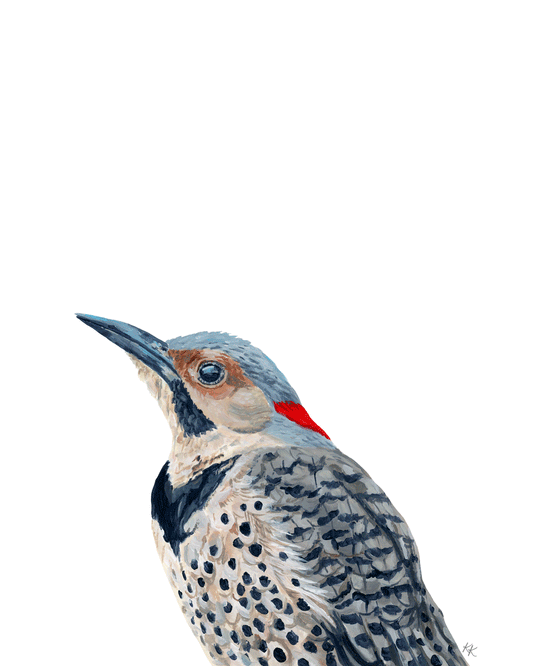 Northern Flicker