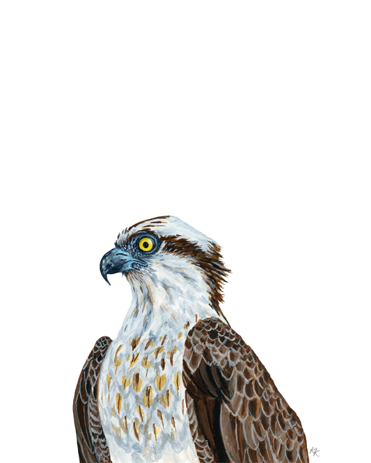 Osprey