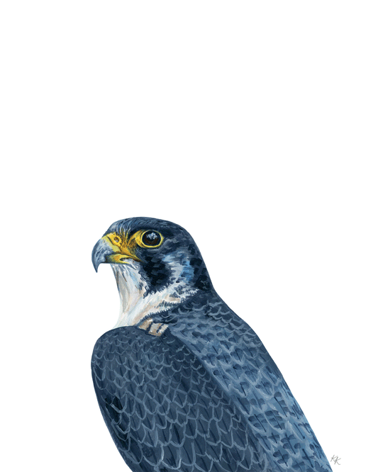Peregrine Falcon