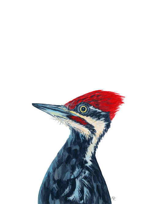 Pileated Woodpecker