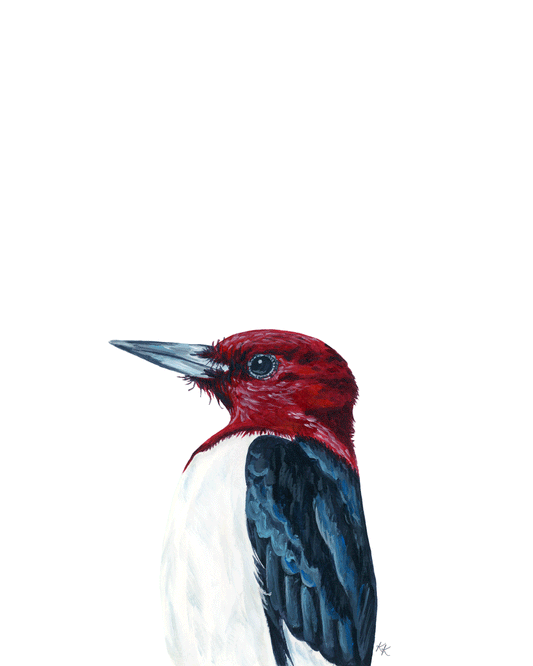 Red Headed Woodpecker